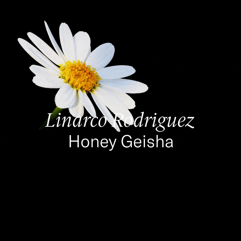 Photo of Colombia Linarco Rodriguez Honey Geisha