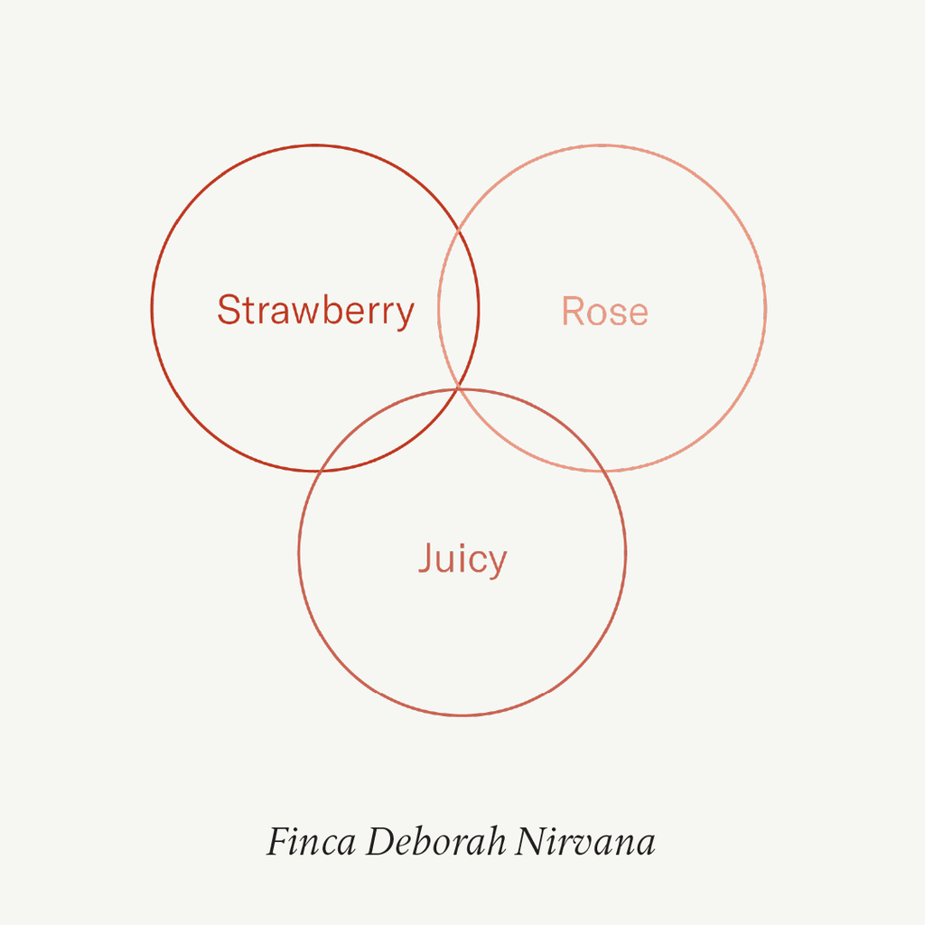 Limited Edition: Finca Deborah Geishas — Elipse + Nirvana