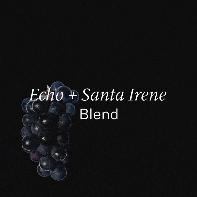 Photo of Panama + Guatemala — Echo + Santa Irene Blend
