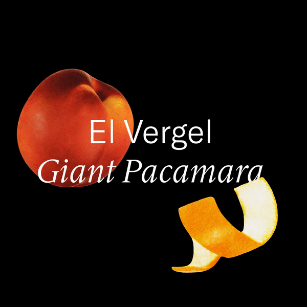 Colombia — El Vergel Giant Pacamara